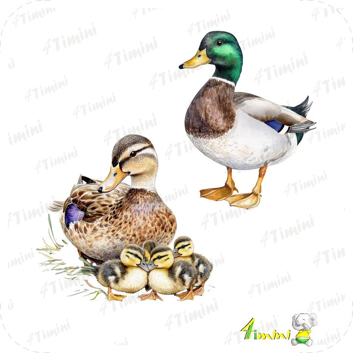 Ensemble de 5 débarbouillettes velours - Les mallards