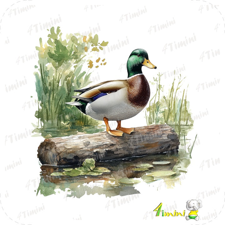 Ensemble de 5 débarbouillettes velours - Les mallards