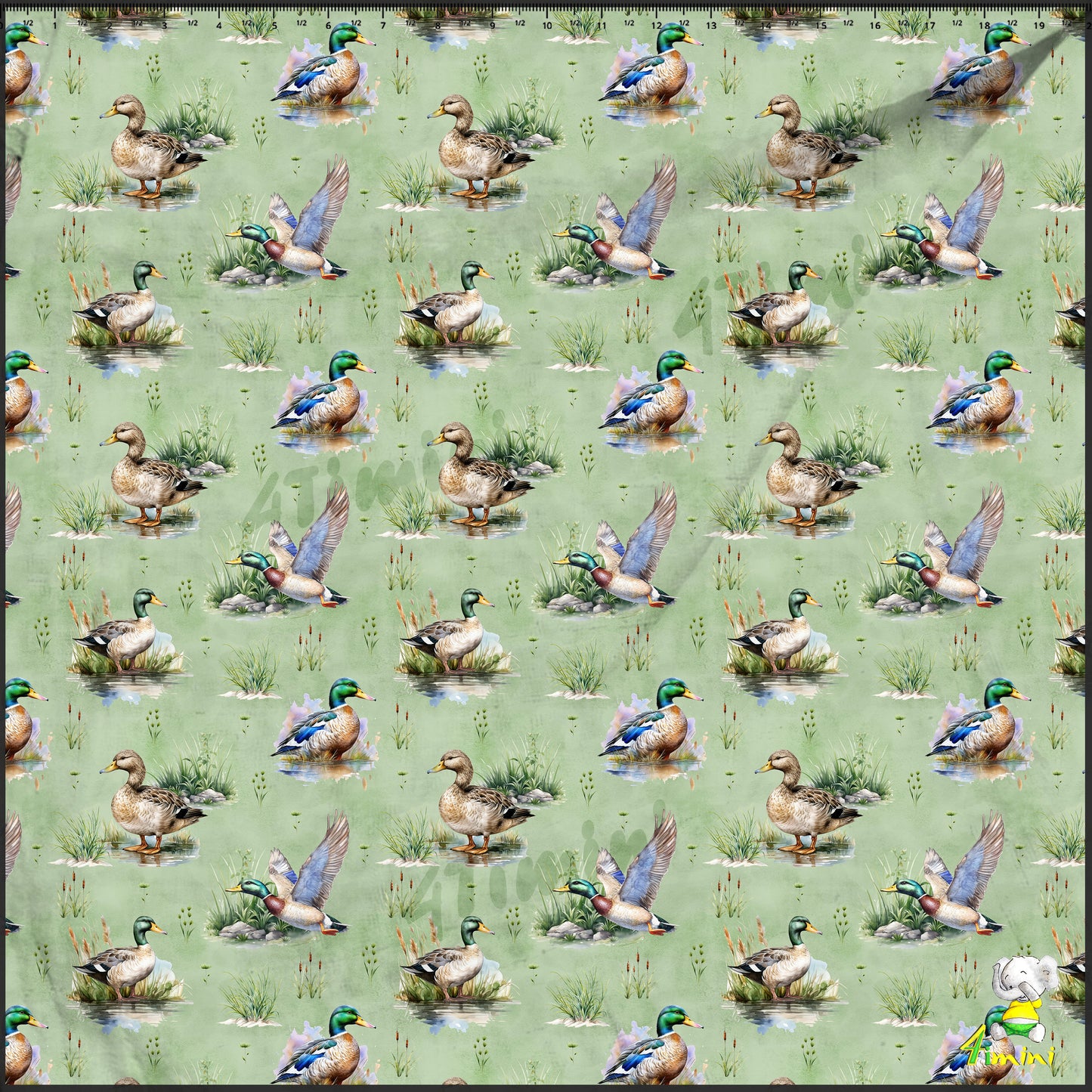 canard, mallard, colvert