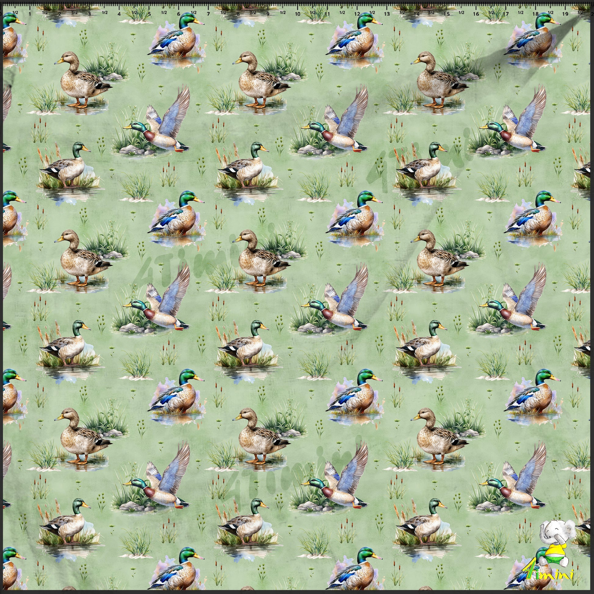 canard, mallard, colvert